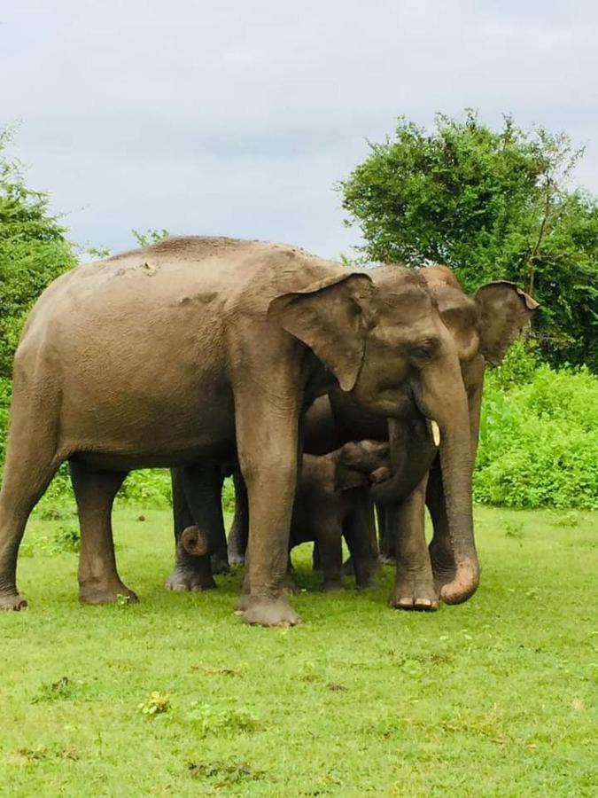 Nature Lovers Safari Cottage Udawalawe Ngoại thất bức ảnh