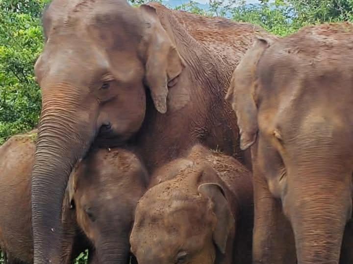 Nature Lovers Safari & Villa Udawalawe Ngoại thất bức ảnh