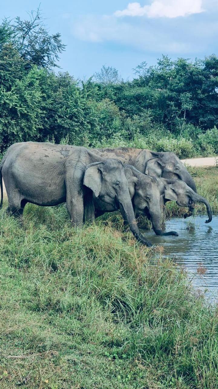 Nature Lovers Safari & Villa Udawalawe Ngoại thất bức ảnh