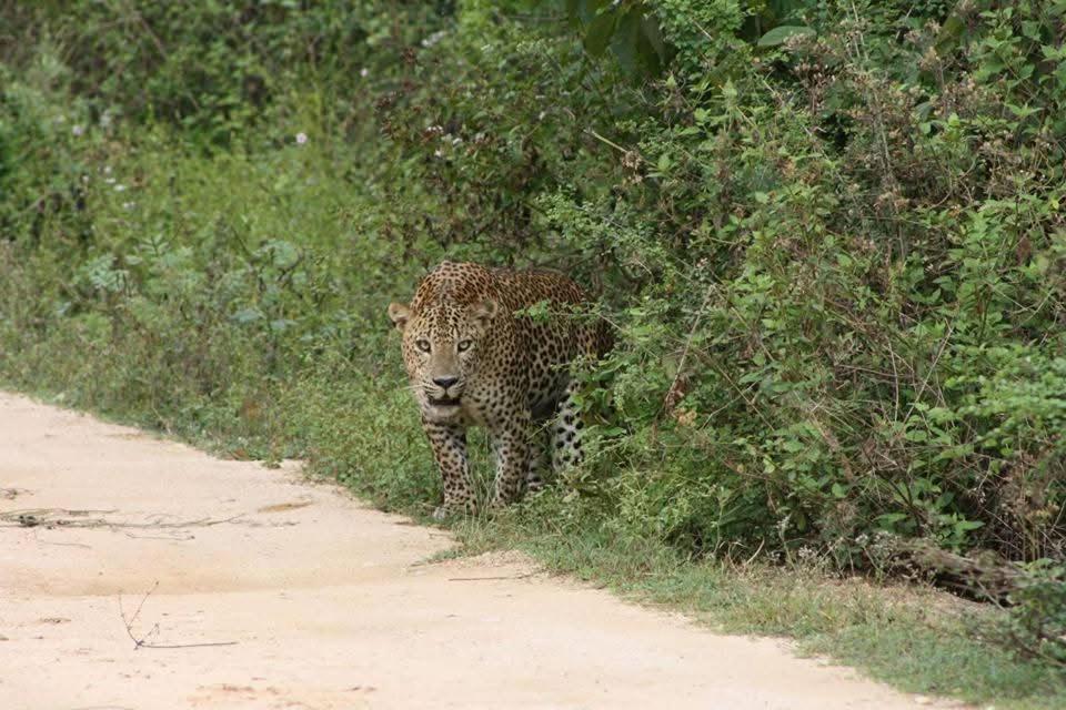 Nature Lovers Safari & Villa Udawalawe Ngoại thất bức ảnh