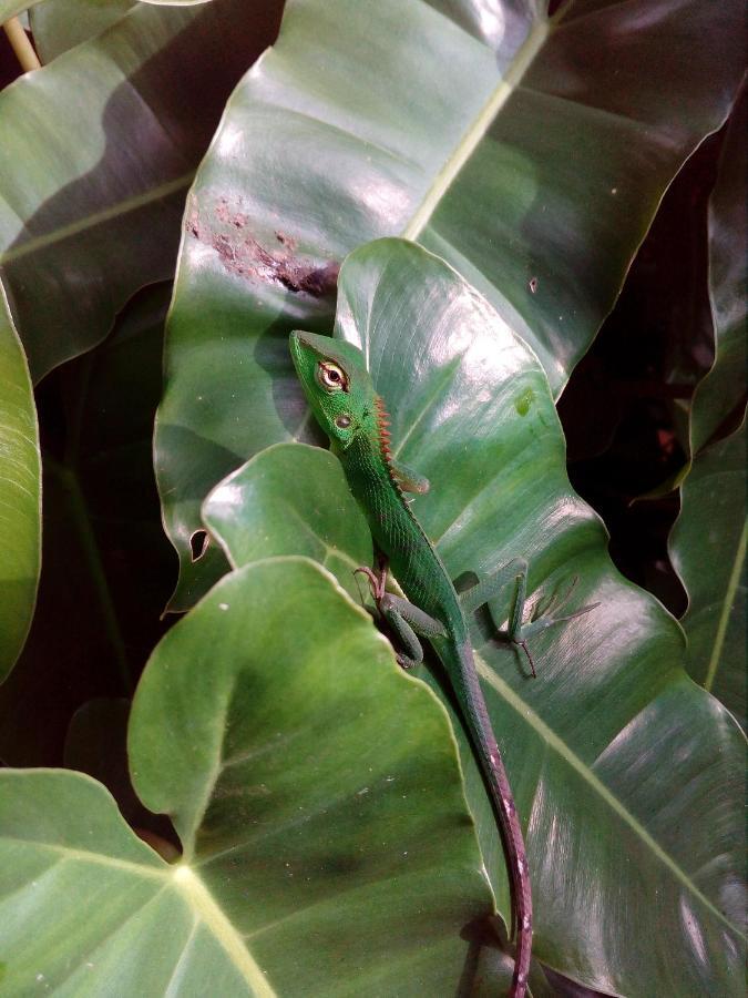 Nature Lovers Safari & Villa Udawalawe Ngoại thất bức ảnh