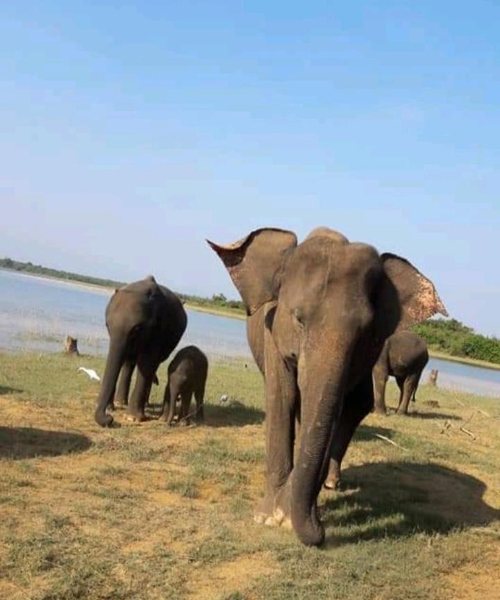 Nature Lovers Safari & Villa Udawalawe Ngoại thất bức ảnh